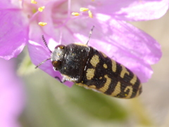 Acmaeodera alicia