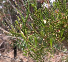 Comesperma volubile