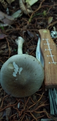 Amanita arocheae