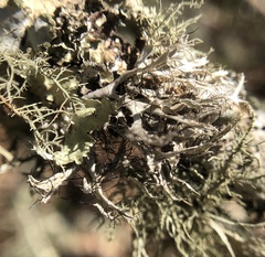 Heterodermia leucomelos