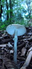 Amanita arocheae