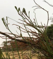 Comesperma volubile