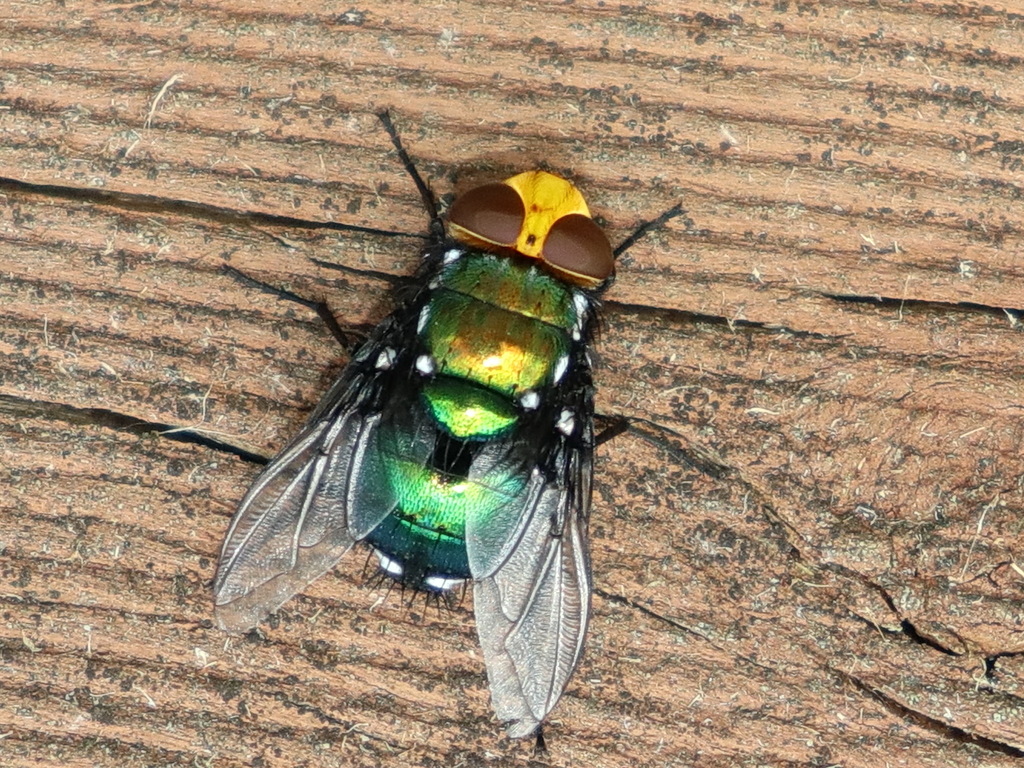 Ameniini