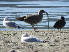 Larus occidentalis
