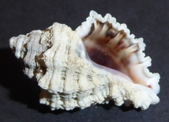 Murichorda fiscellum