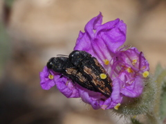 Acmaeodera parkeri