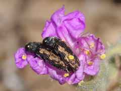 Acmaeodera parkeri