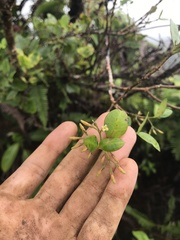 Alyxia stellata