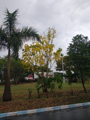 Cassia fistula