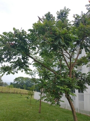 Spathodea campanulata