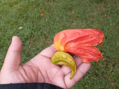 Spathodea campanulata