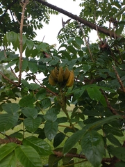 Spathodea campanulata