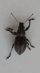 Naupactus tremolerasi