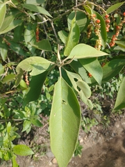 Citharexylum