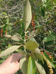 Citharexylum