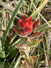 Castilleja arvensis pastorei