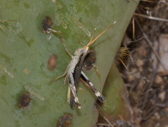 Acantherus piperatus