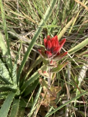 Castilleja arvensis pastorei