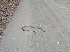 Chironius flavopictus