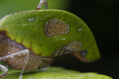 Image of Pycnopalpa bicordata