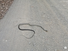 Chironius flavopictus