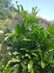 Cupania