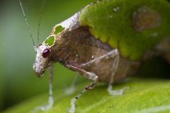 Pycnopalpa bicordata