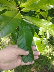 Cupania