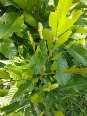 Cupania