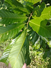 Cupania