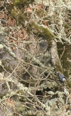 Sitta carolinensis aculeata