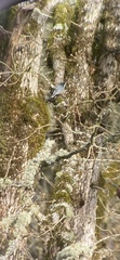 Sitta carolinensis aculeata