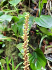 Prescottia stachyodes