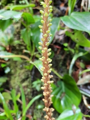 Prescottia stachyodes