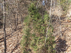 Juniperus rigida