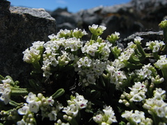 Veronica tetrasticha
