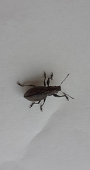 Naupactus tremolerasi