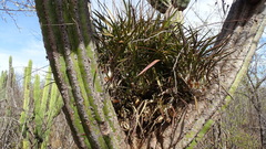 Disocactus
