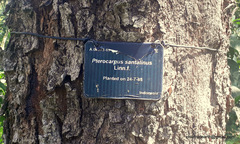 Pterocarpus santalinus