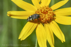 Acmaeodera idahoensis