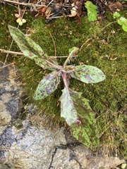 Hieracium pollichiae
