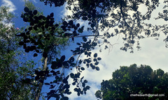 Pterocarpus santalinus