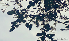 Pterocarpus santalinus