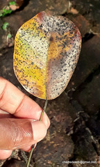 Pterocarpus santalinus