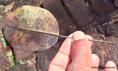 Pterocarpus santalinus