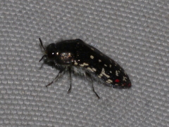 Acmaeodera rubronotata