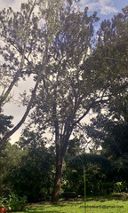 Pterocarpus santalinus
