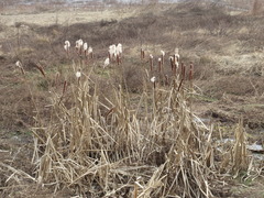 Typha orientalis