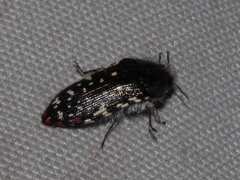 Acmaeodera rubronotata