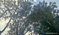 Pterocarpus santalinus